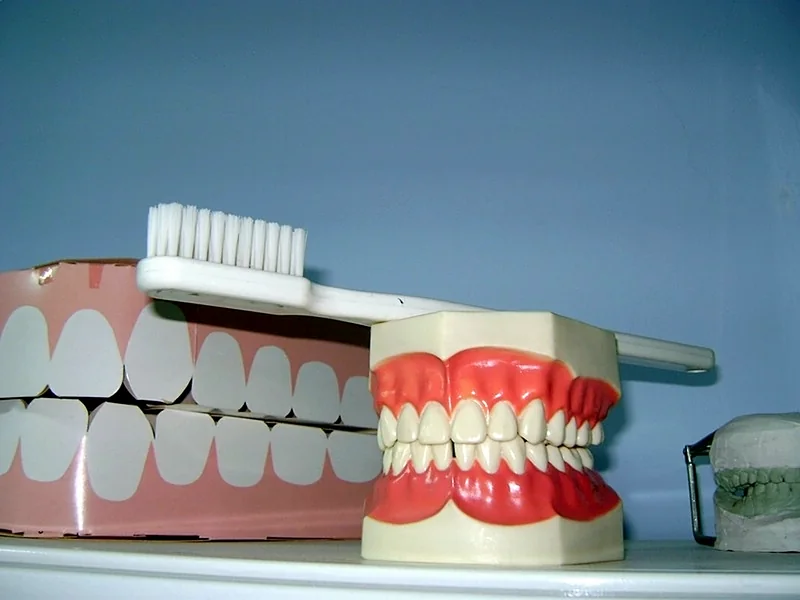 Model uzębienia ze szczoteczką do zębów